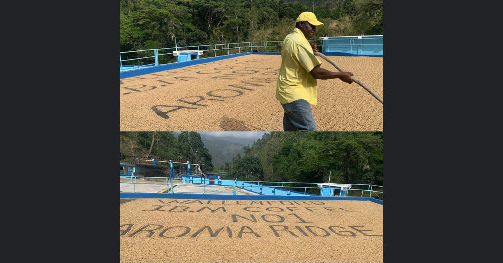Exploring the History of Jamaican Blue Mountain Coffee