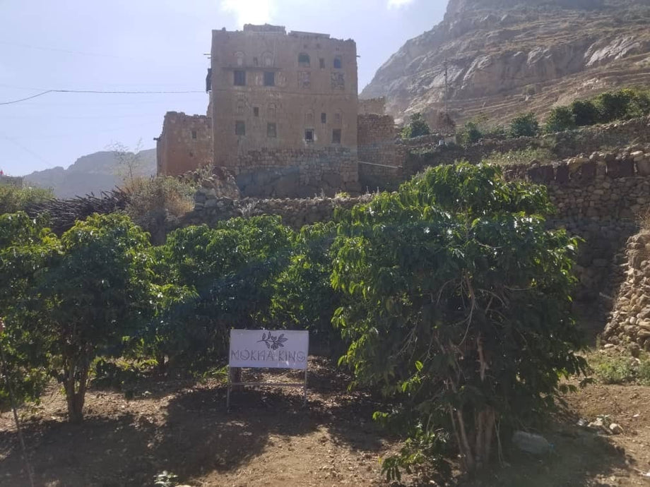Yemen Mocha Coffee, Haraz Estate – Aroma Ridge Coffee Roasters