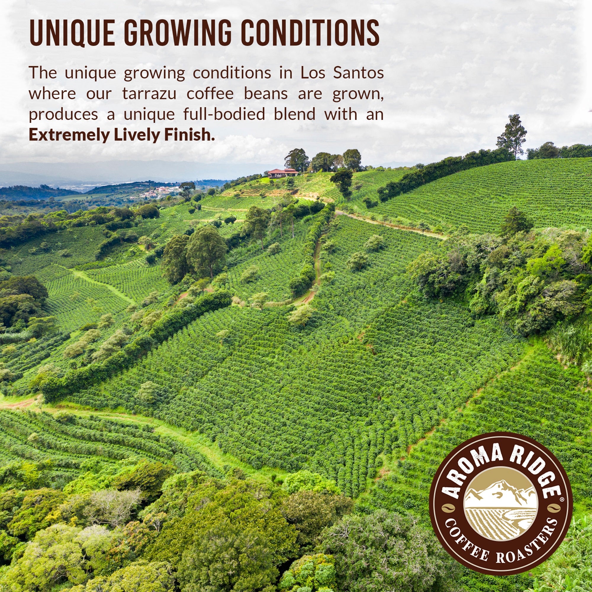 Costa Rica Tarrazu Coffee Dark Roast